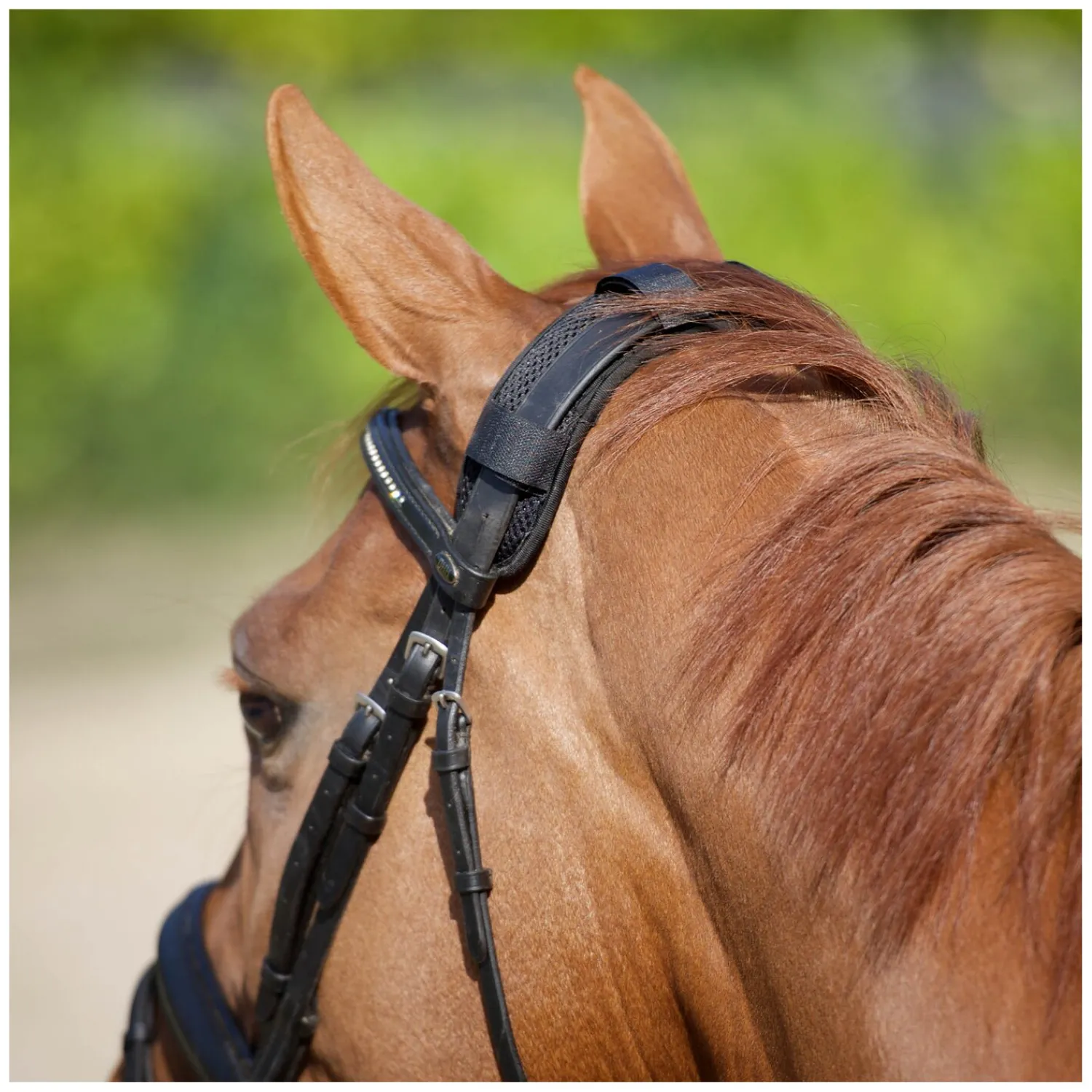 Loesdau Trensen|Therapie<Back on Track Genickschoner mit vier Klettbändern