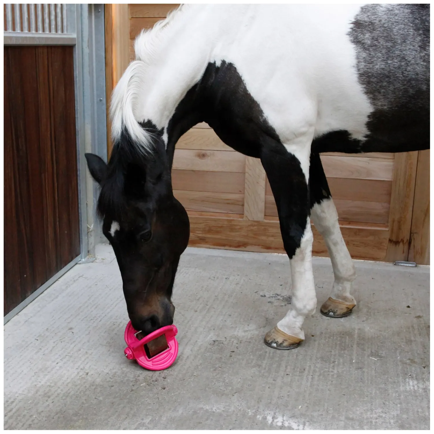 Loesdau Pferdespielzeug<Bizzy HORSE Ball, für Pferde