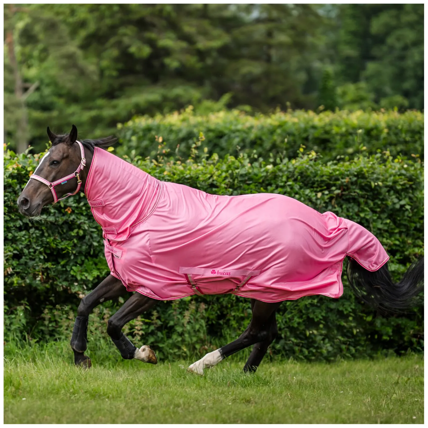bucas Fliegendecken|Pferdedecken<Fliegendecke Freedom Fly Sheet