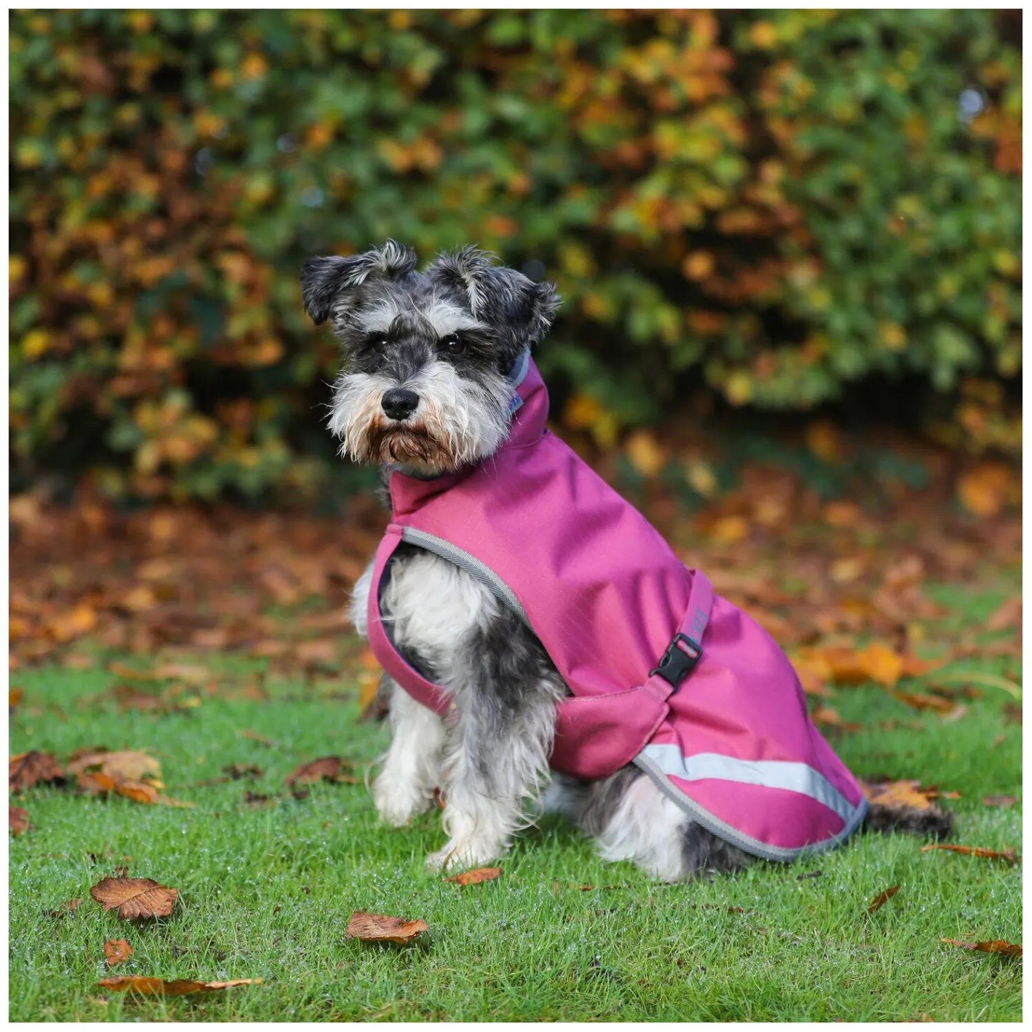 bucas Hundemäntel<Hundemantel Dog Rug Freedom 300 g