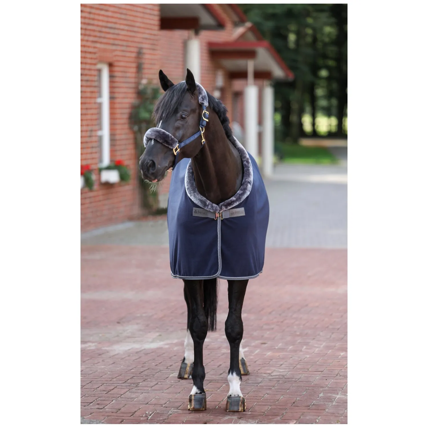 bucas Pferdedecken|Transportdecken<Show-Line Collection Abschwitzdecke