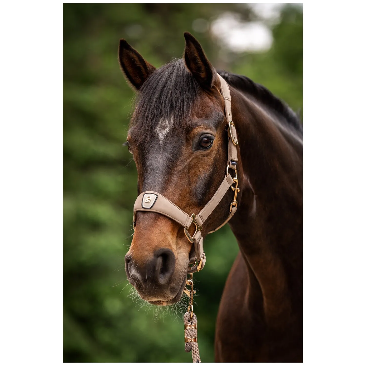 Cavallo Halfter<Halfter CAVALPAWEL