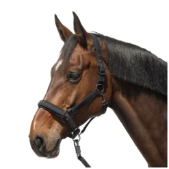 Cheval de Luxe Halfter<Halfter Toulouse
