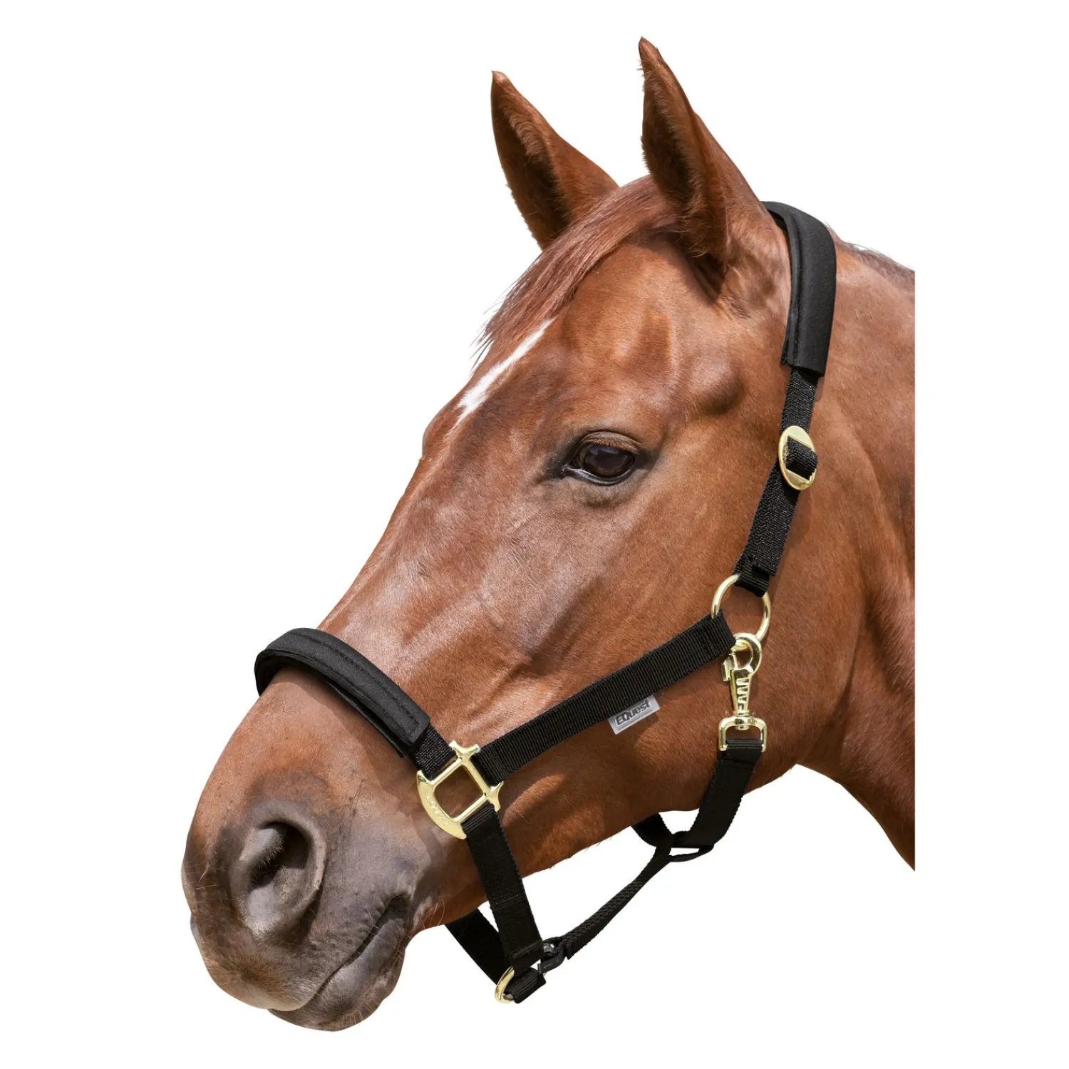 EQUEST Halfter<Halfter Equi-Stretch