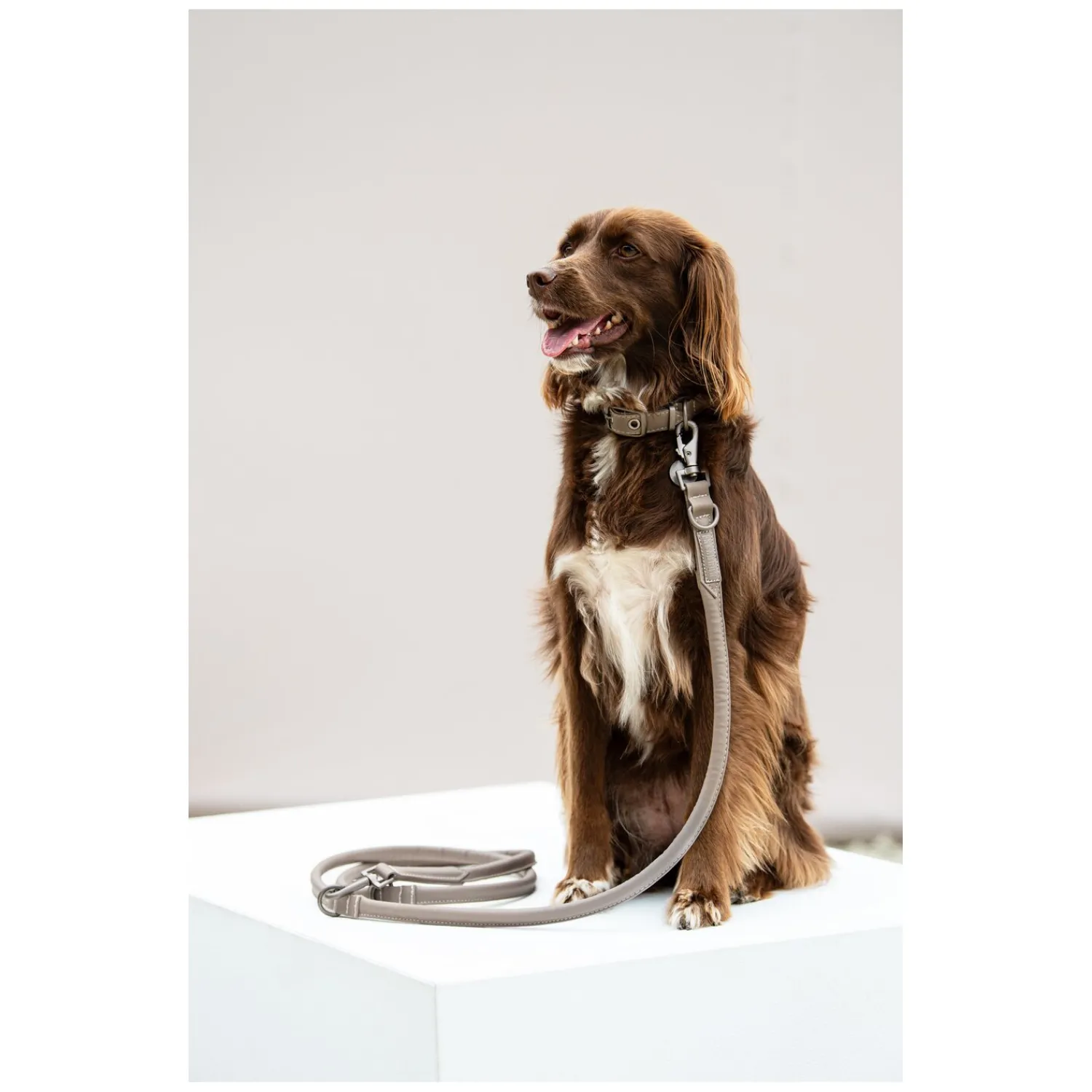 Loesdau Hundehalsbänder|Hundeleinen<ESKADRON Classic Sports Hunde Set Leather