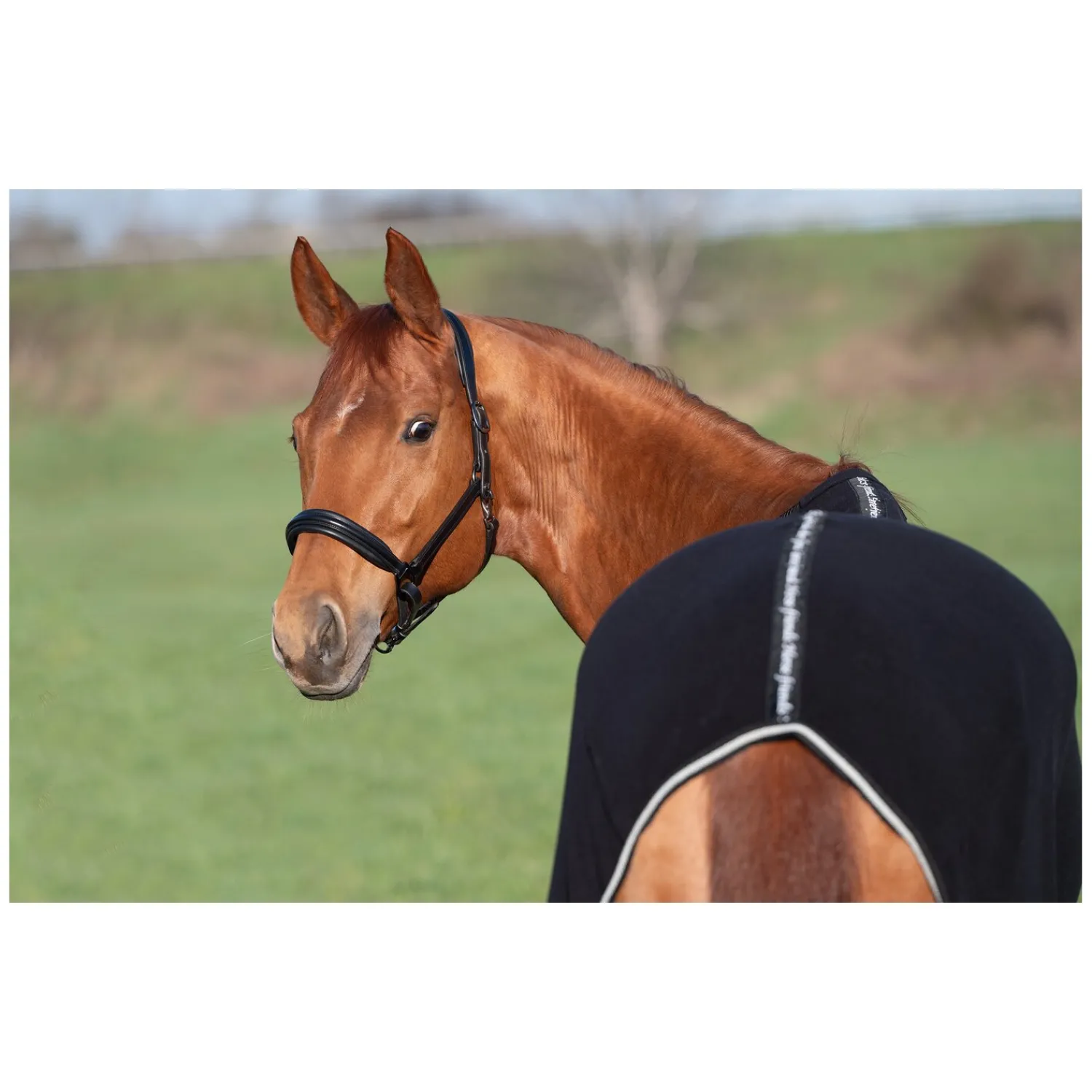 Horse-friends Pferdedecken|Transportdecken<Abschwitzdecke Wakefield