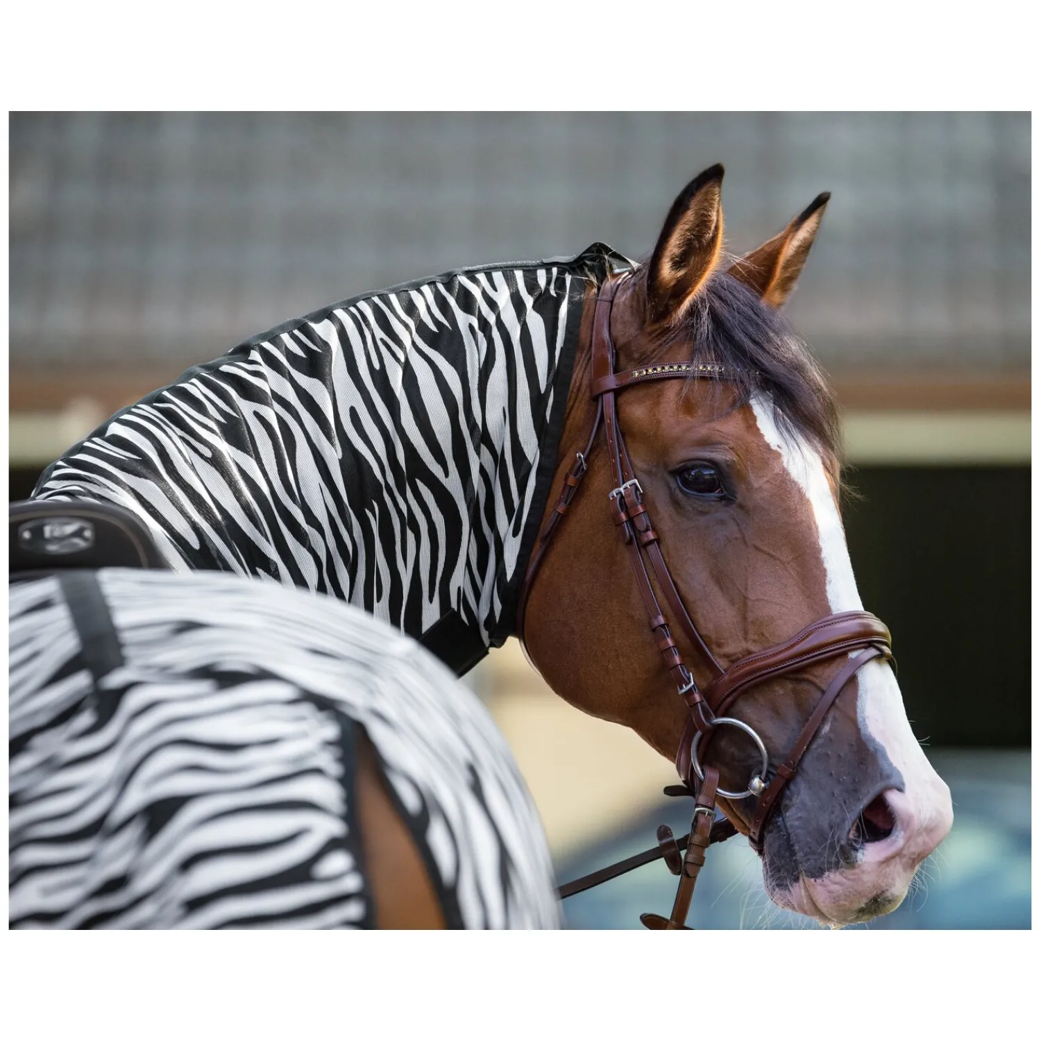 Loesdau Fliegendecken|Pferdedecken<Horse-friends Ausreitdecke Moers mit Fransen