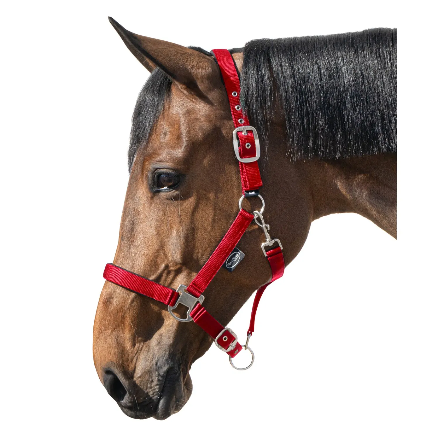 Horse-friends Halfter<Halfter Basic