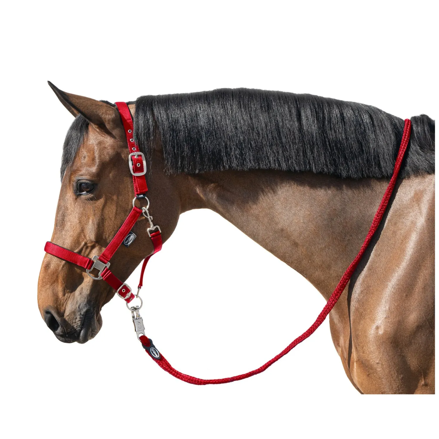 Horse-friends Halfter<Halfter Basic