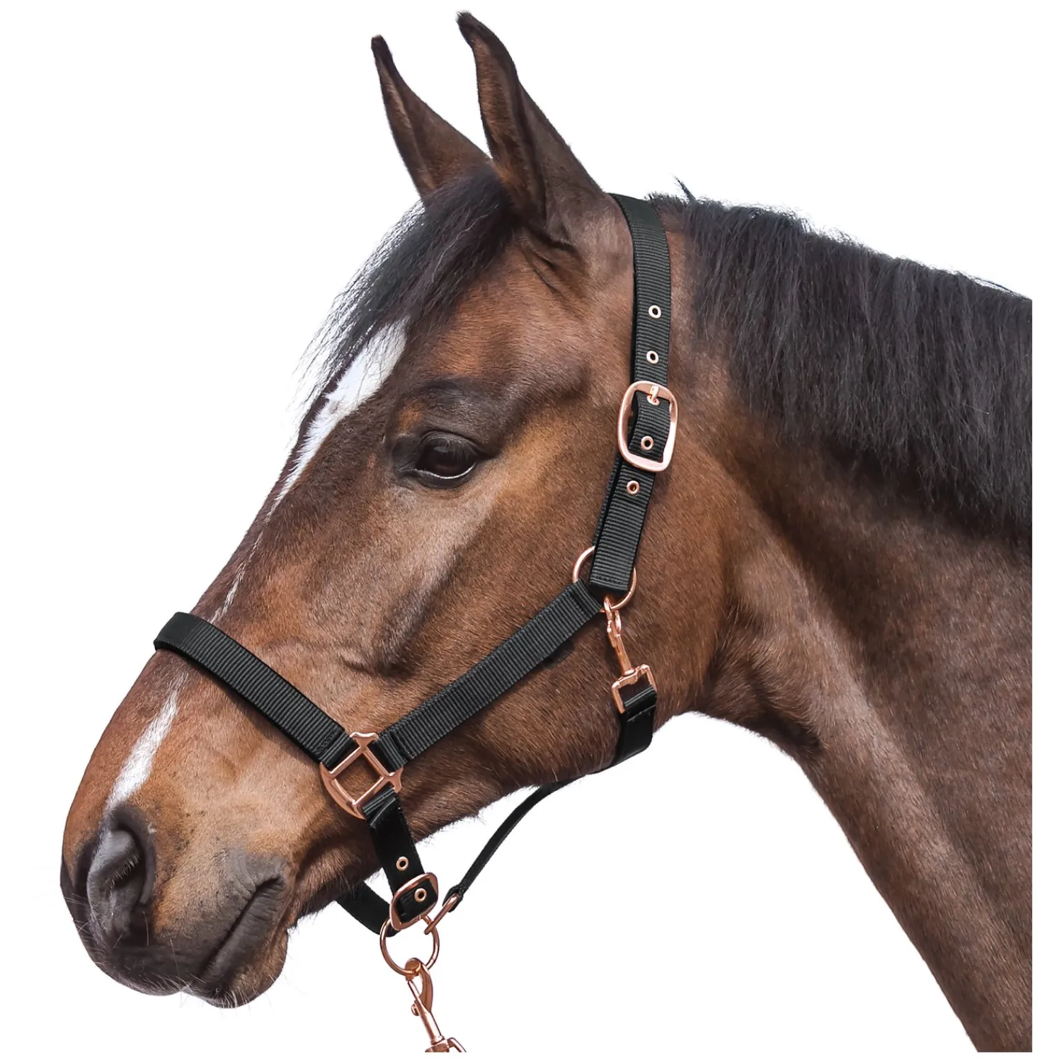Horse-friends Halfter<Halfter Lima