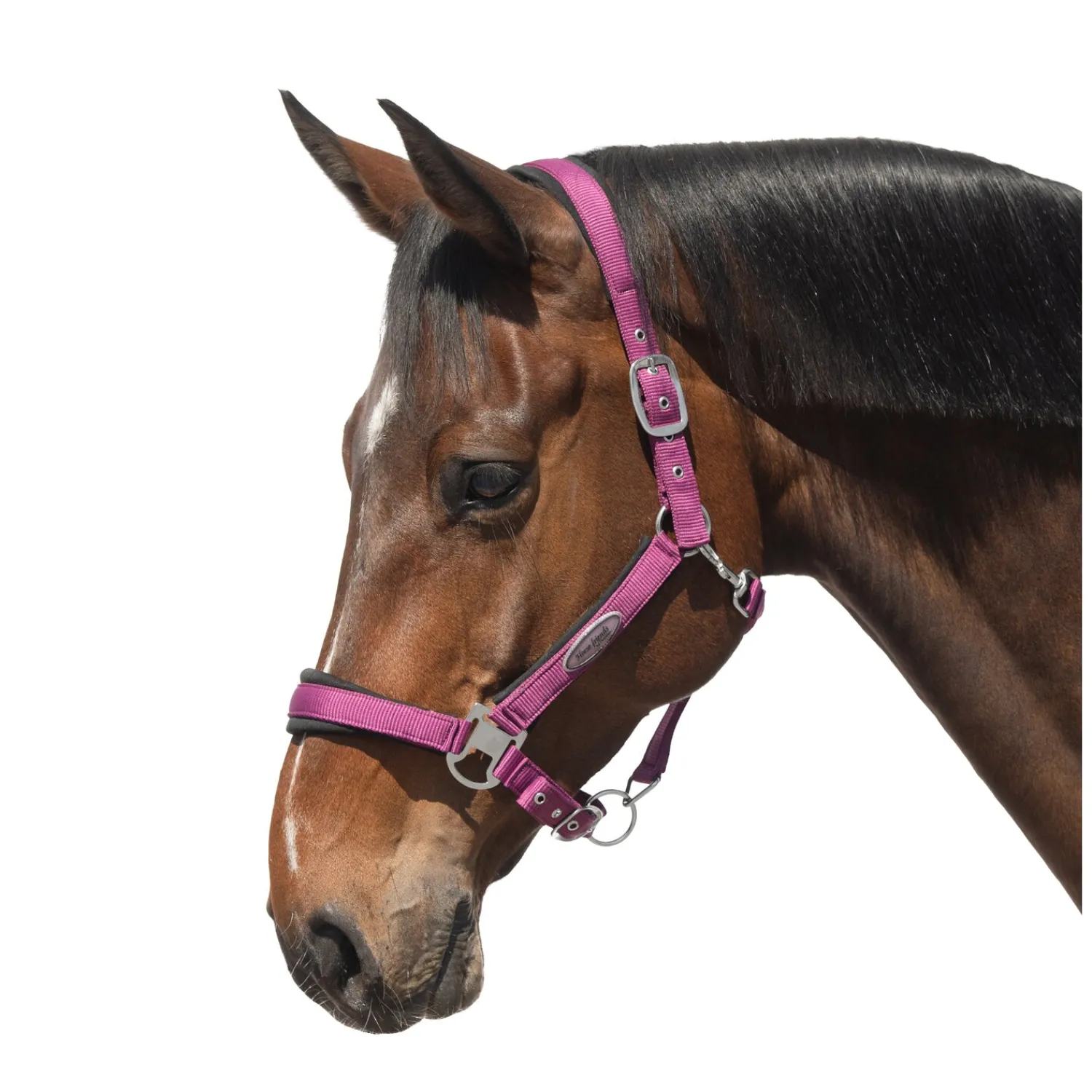 Horse-friends Halfter<Halfter Seattle