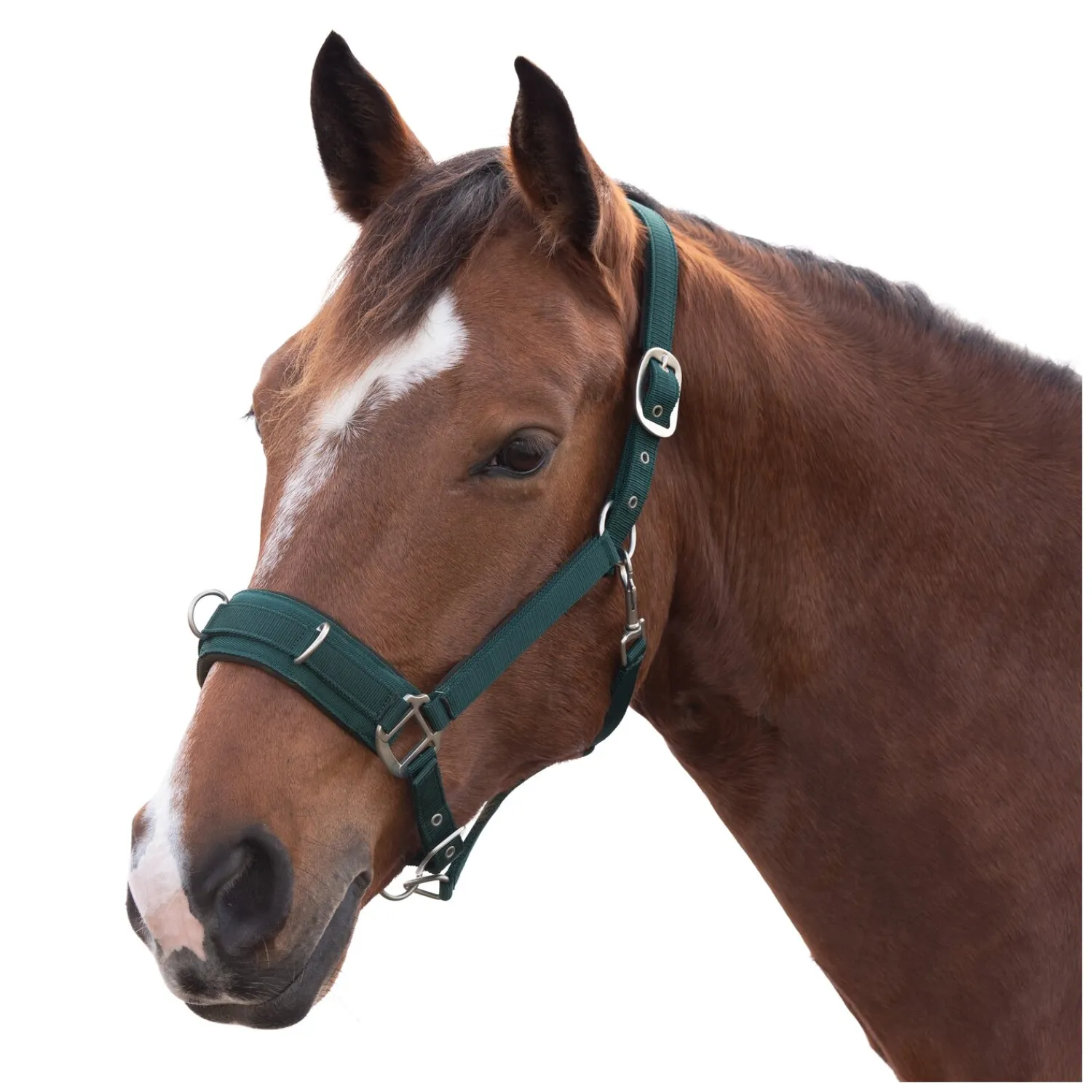 Horse-friends Kappzäume|Halfter<Longier- und Stallhalfter