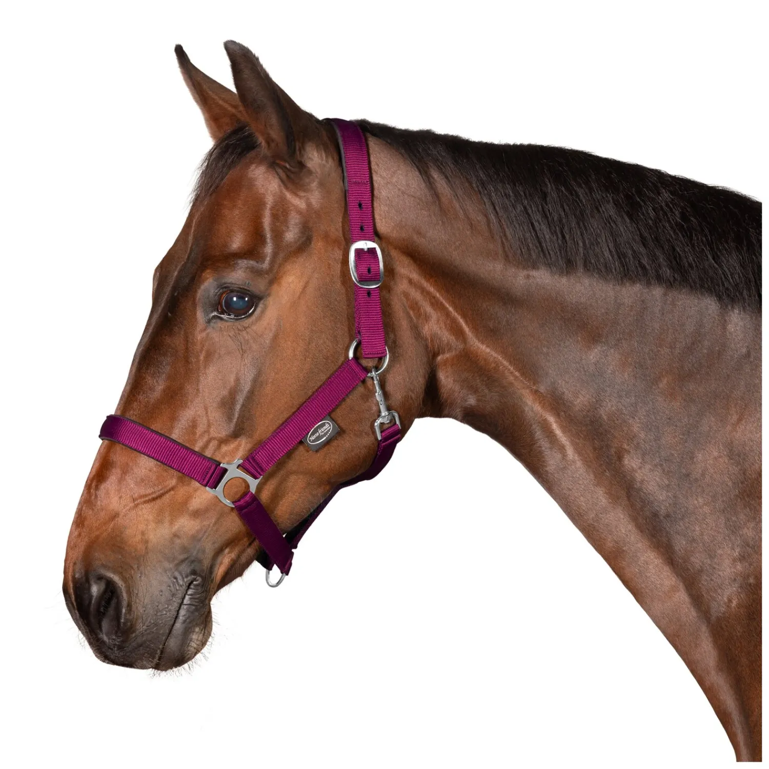 Horse-friends Halfter<Webhalfter Pin Buckle