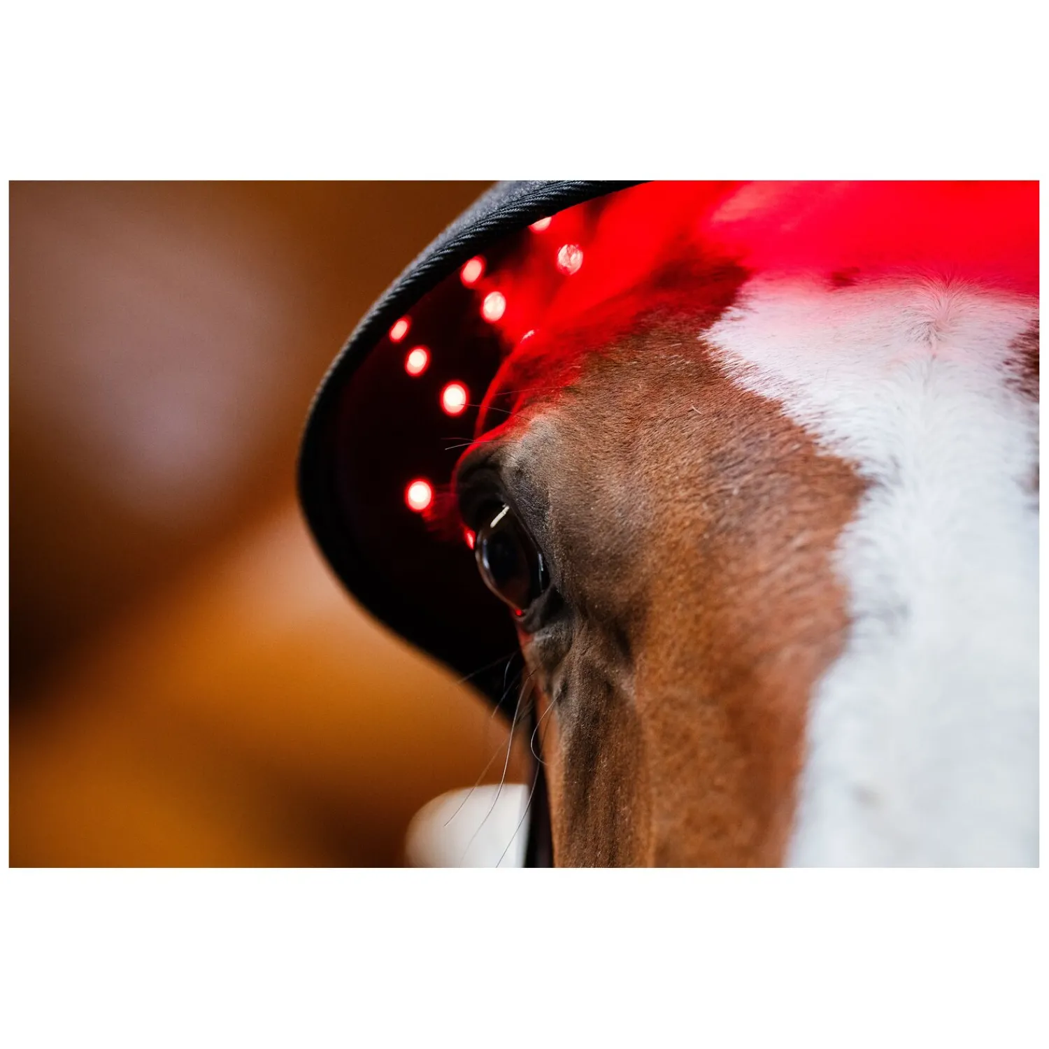 Loesdau Therapie<HORSEWARE Genickhaube LED Red Light Therapy