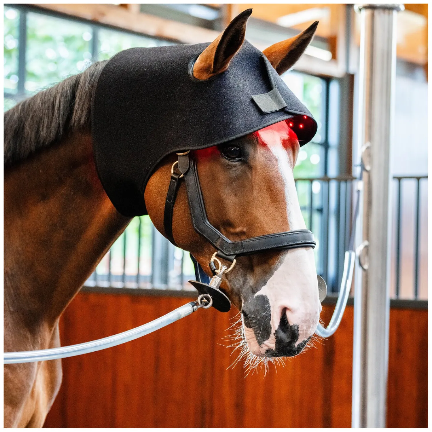 Loesdau Therapie<HORSEWARE Genickhaube LED Red Light Therapy