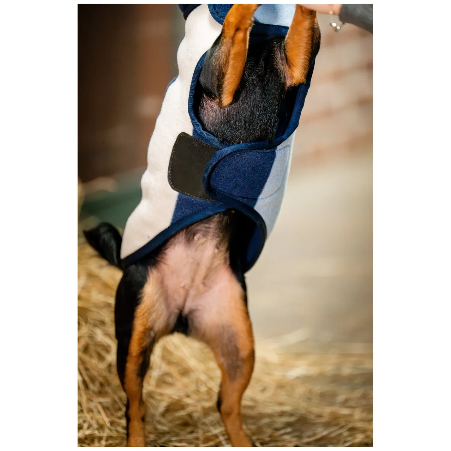 Loesdau Hundemäntel<HORSEWARE Hundemantel Fleece