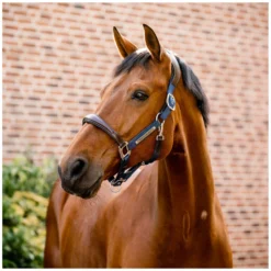 Horseware Halfter<Signature Halfter