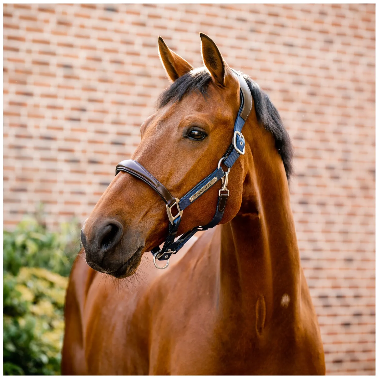 Horseware Halfter<Signature Halfter