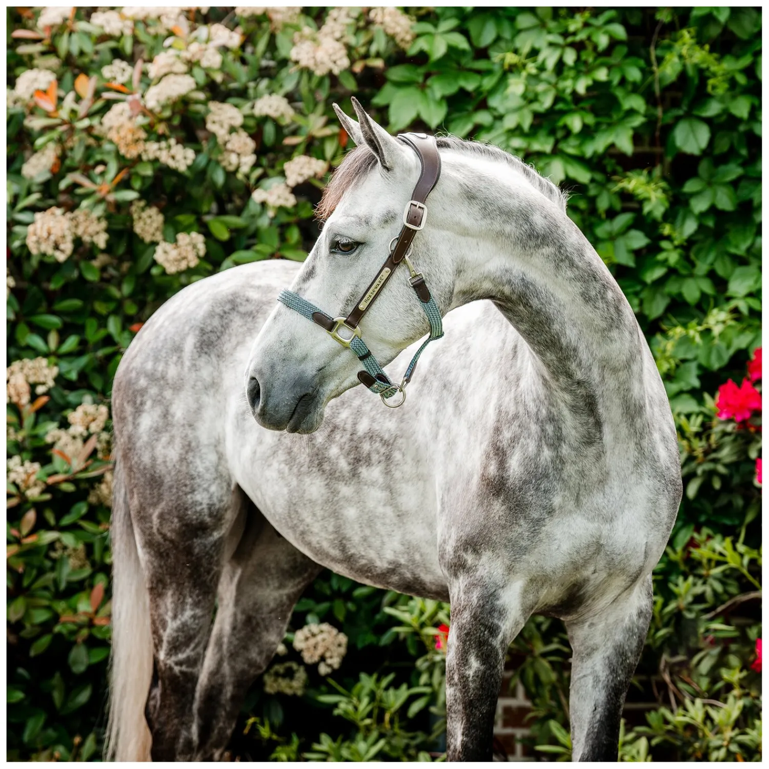 Horseware Halfter<Signature Halfter Braided