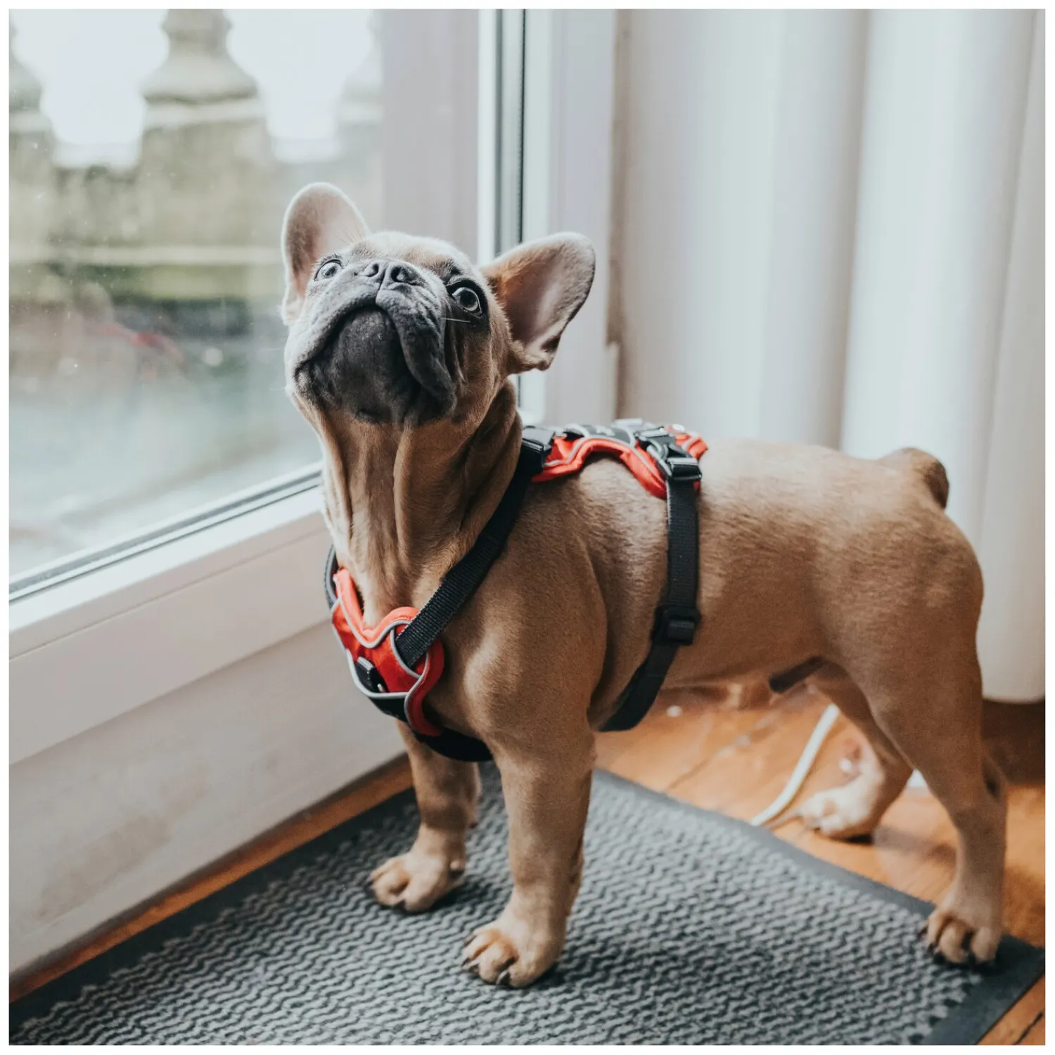 HUNTER Hundegeschirre<Gechirr Divo
