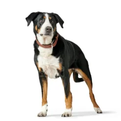 HUNTER Hundehalsbänder<Halsband Canadian Up