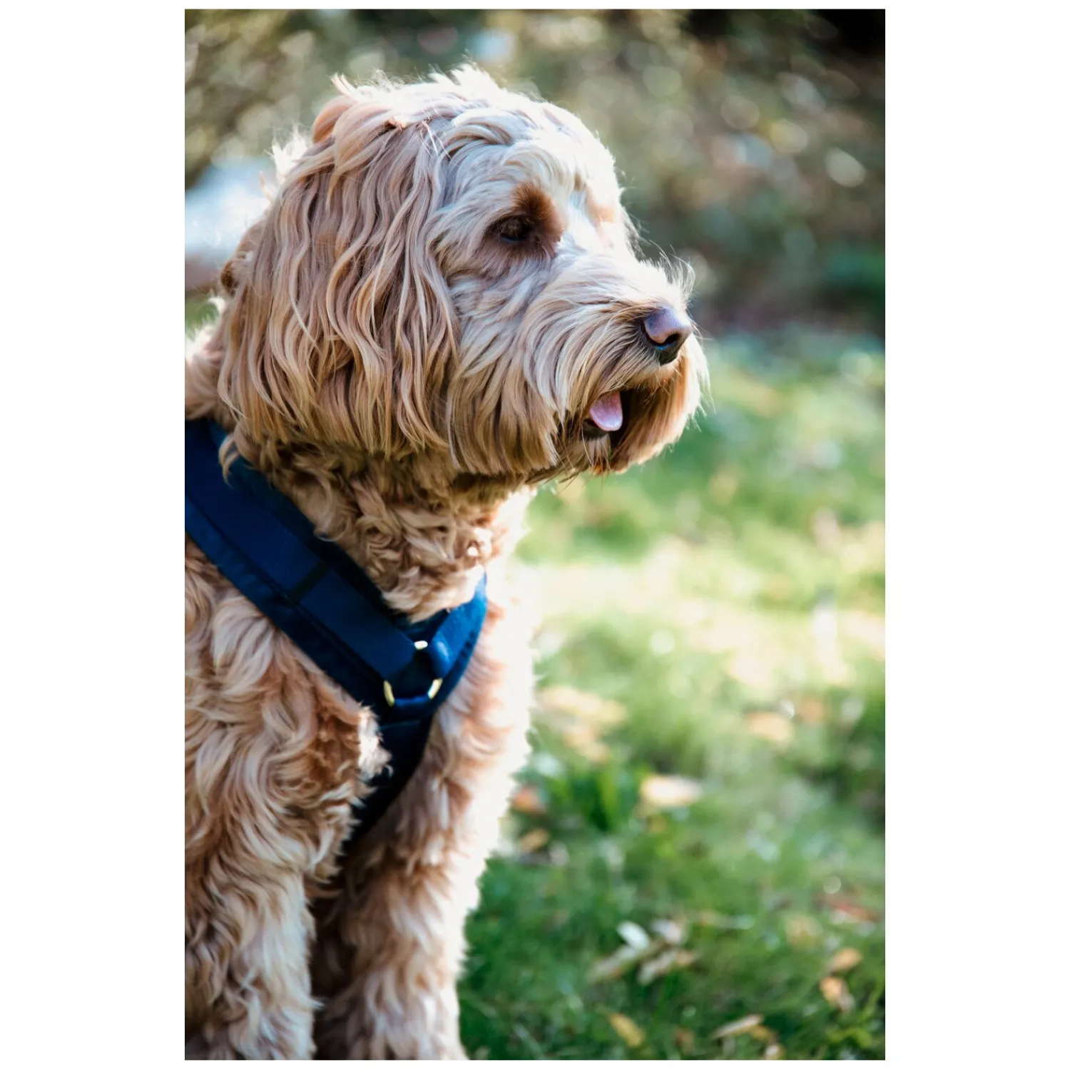 KENTUCKY Dogwear Hundegeschirre<Hundegechirr Activ Vevet