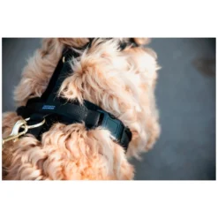 KENTUCKY Dogwear Hundegeschirre<Hundegechirr Activ Vevet