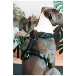 KENTUCKY Dogwear Hundegeschirre<Hundegechirr Activ Vevet
