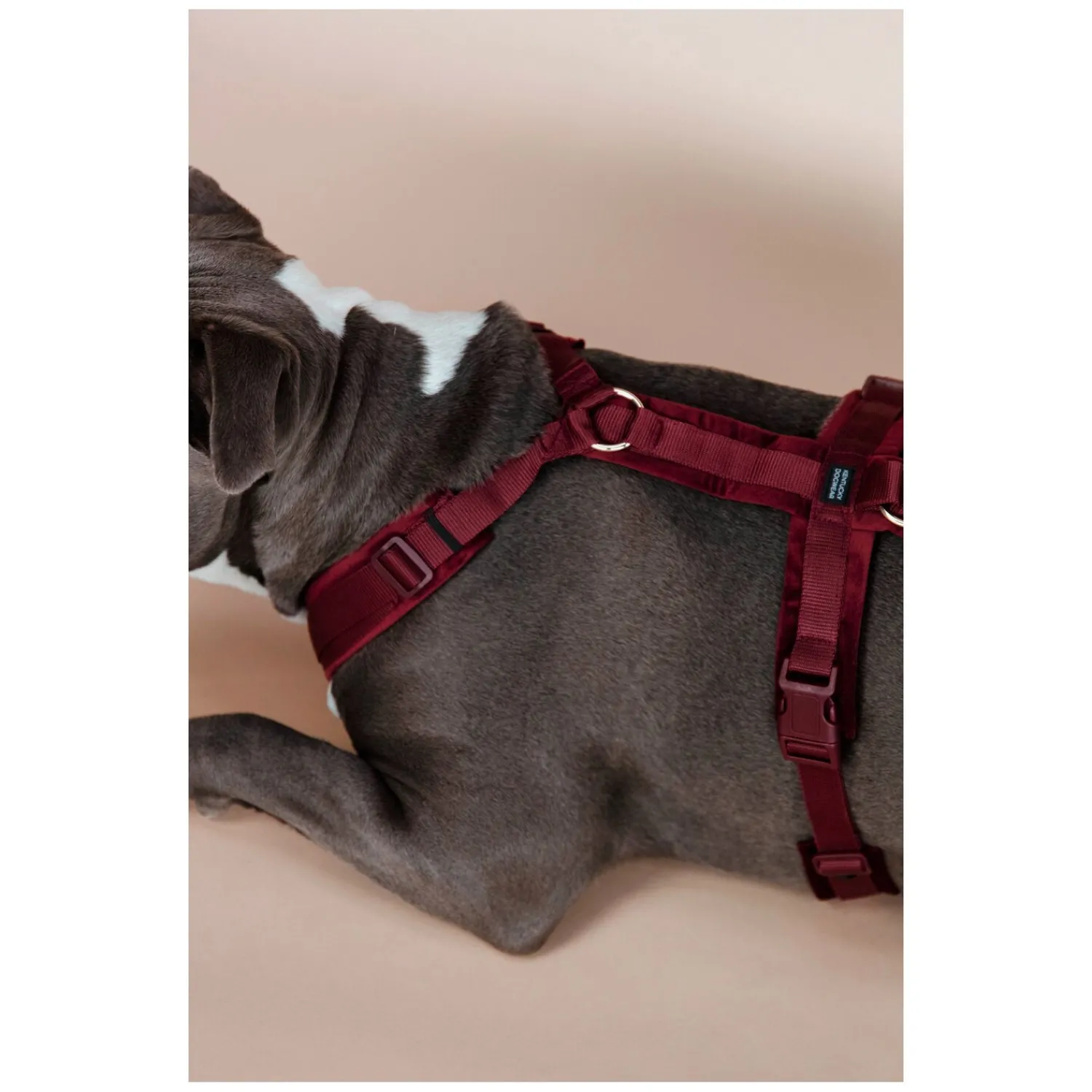 KENTUCKY Dogwear Hundegeschirre<Hundegechirr Activ Vevet