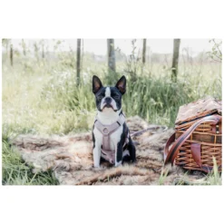 KENTUCKY Dogwear Hundegeschirre<Hundegechirr Activ Vevet