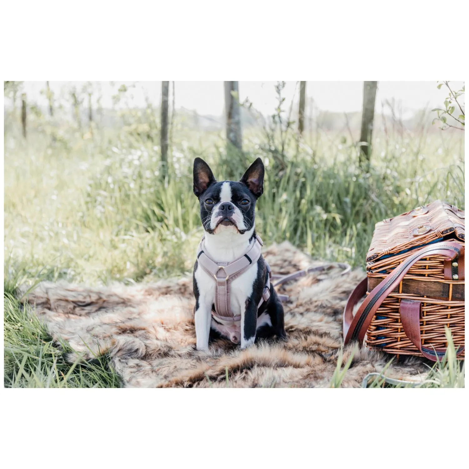 KENTUCKY Dogwear Hundegeschirre<Hundegechirr Activ Vevet