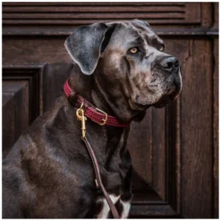 KENTUCKY Dogwear Geschenke Für Reiter|Hundehalsbänder<Hundehaband Paited Nyon