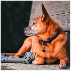KENTUCKY Dogwear Geschenke Für Reiter|Hundehalsbänder<Hundehaband Paited Nyon