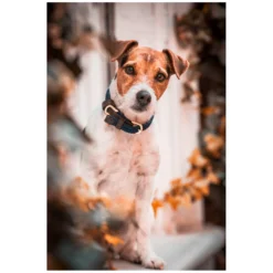 KENTUCKY Dogwear Geschenke Für Reiter|Hundehalsbänder<Hundehaband Paited Nyon