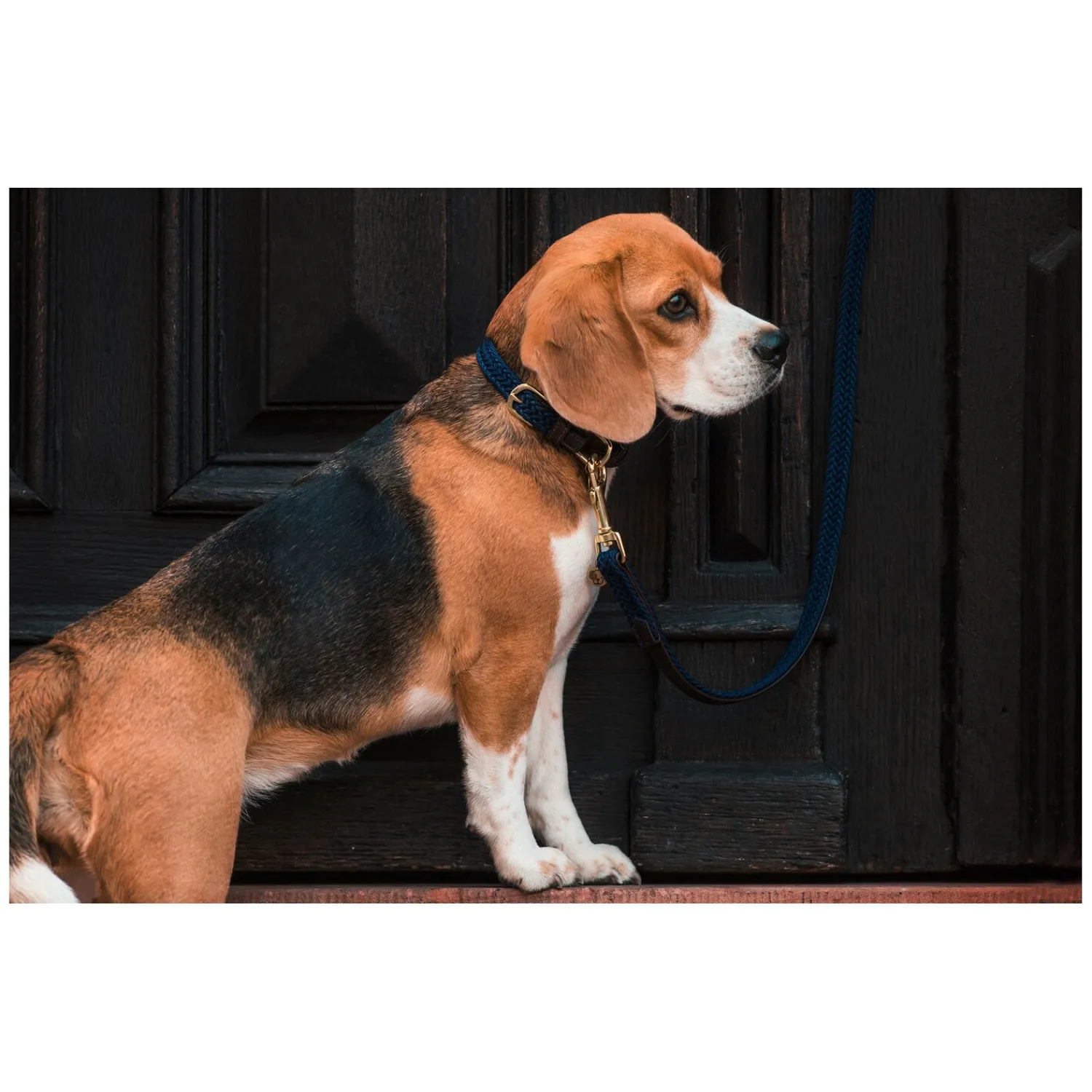 KENTUCKY Dogwear Geschenke Für Reiter|Hundehalsbänder<Hundehaband Paited Nyon