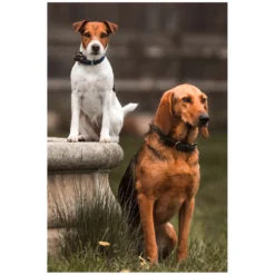 KENTUCKY Dogwear Geschenke Für Reiter|Hundehalsbänder<Hundehaband Paited Nyon