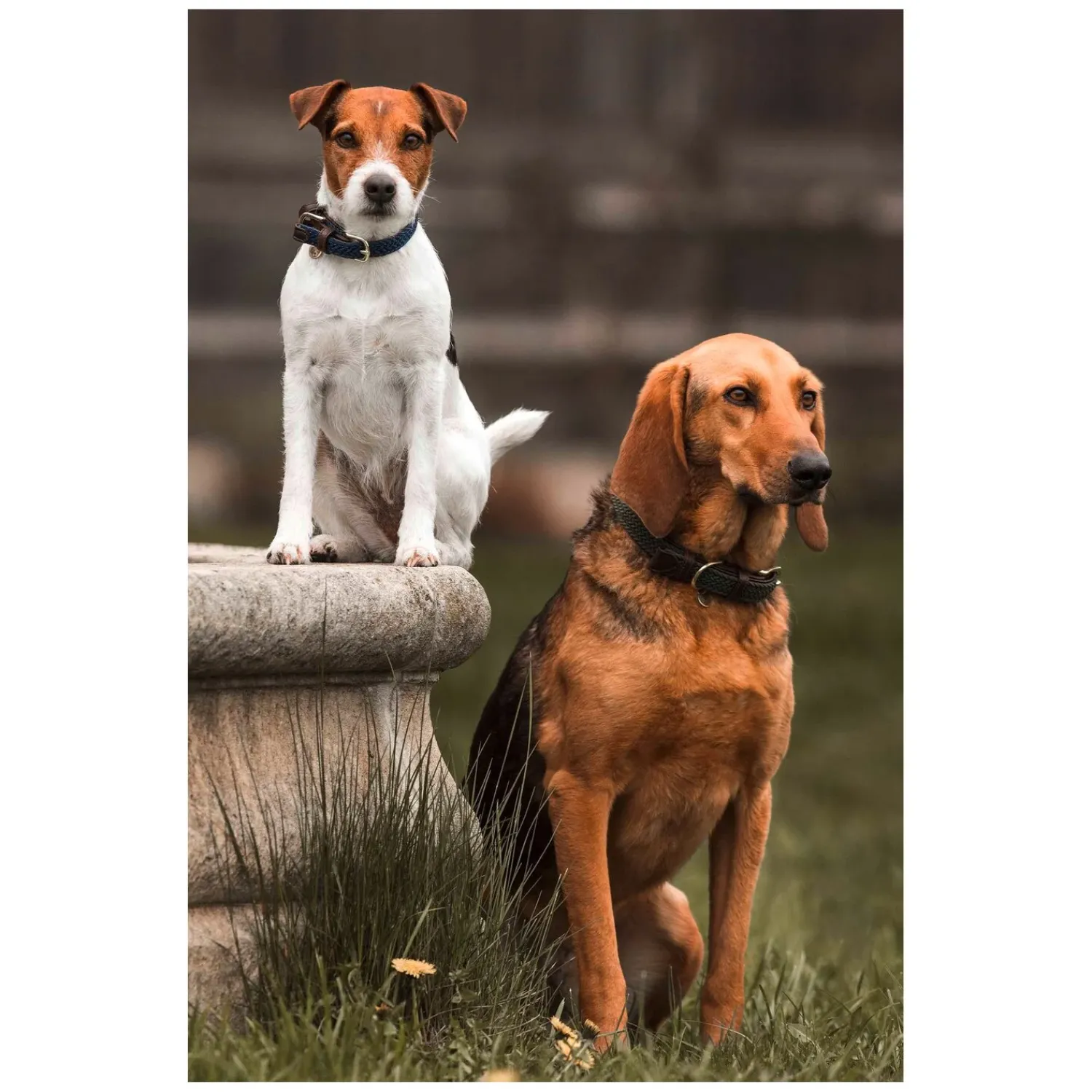 KENTUCKY Dogwear Geschenke Für Reiter|Hundehalsbänder<Hundehaband Paited Nyon