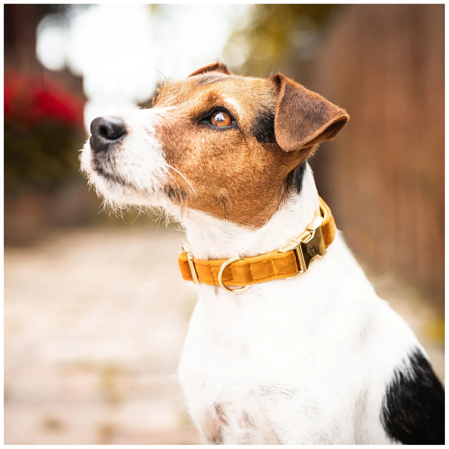 KENTUCKY Dogwear Hundehalsbänder<Hundehasband Vevet