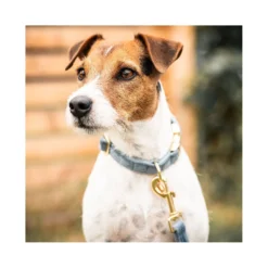 KENTUCKY Dogwear Hundehalsbänder<Hundehaband Vevet