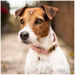 KENTUCKY Dogwear Hundehalsbänder<Hundehaband Vevet