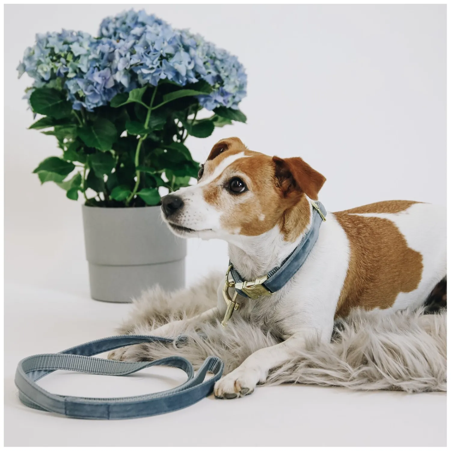 Loesdau Hundeleinen<KENTUCKY DOGWEAR Hundeleine Velvet