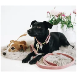Loesdau Hundeleinen<KENTUCKY DOGWEAR Hundeleine Velvet