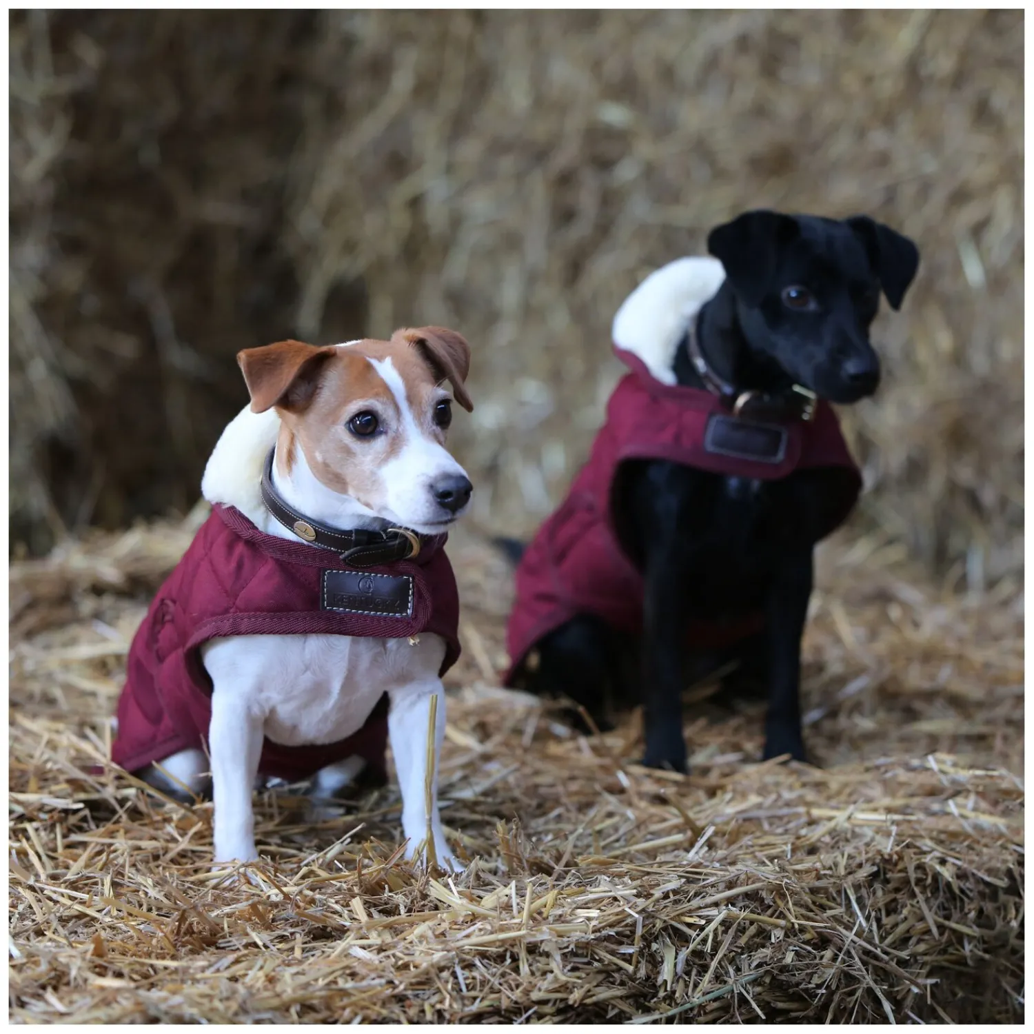 KENTUCKY Dogwear Hundemäntel<Hundeante Origina