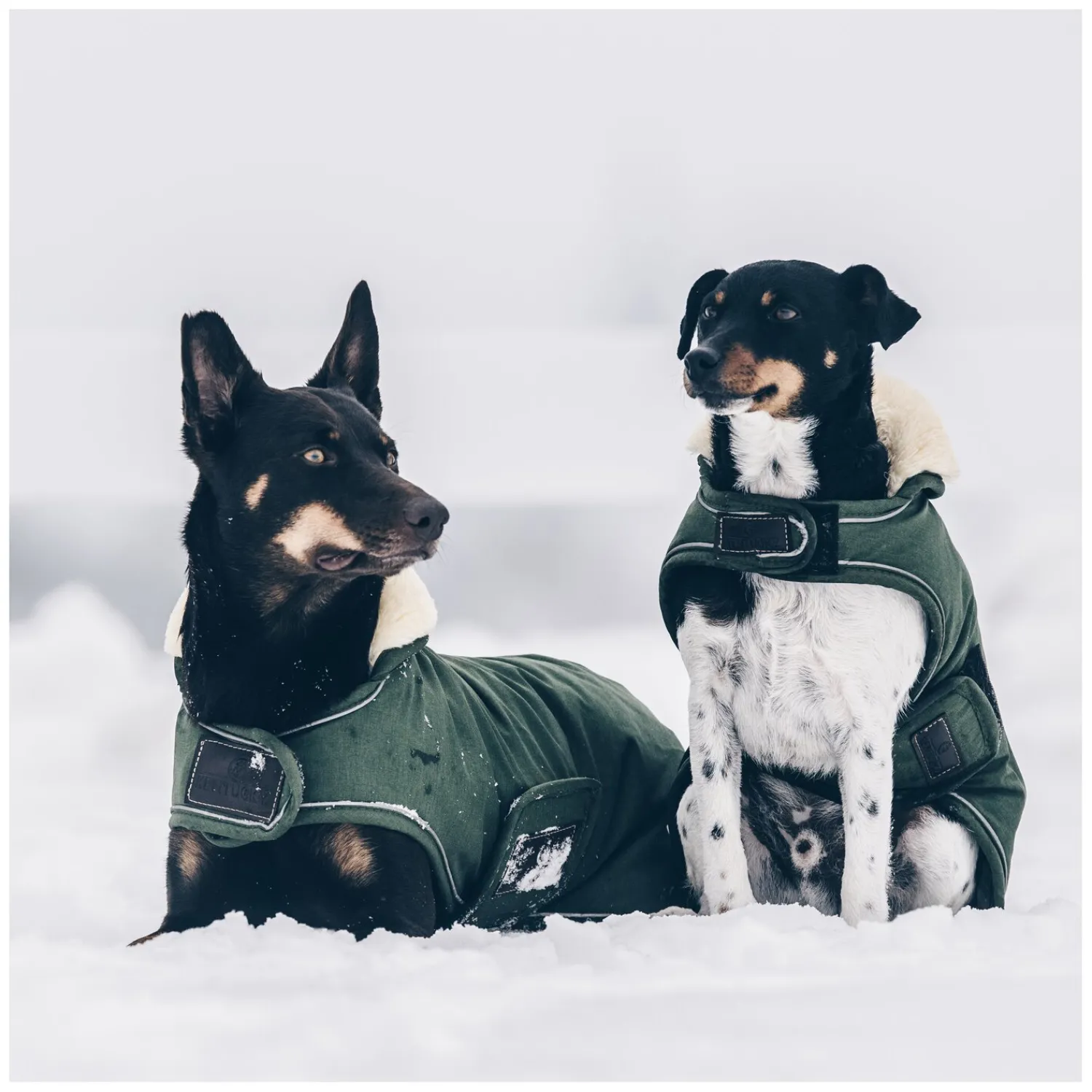 KENTUCKY Dogwear Hundemäntel<Hundeante Waerdicht