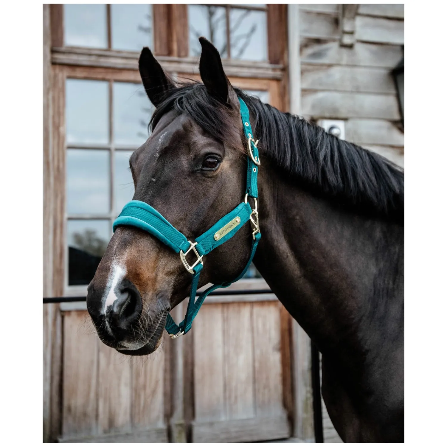 KENTUCKY Halfter<Halfter Velvet