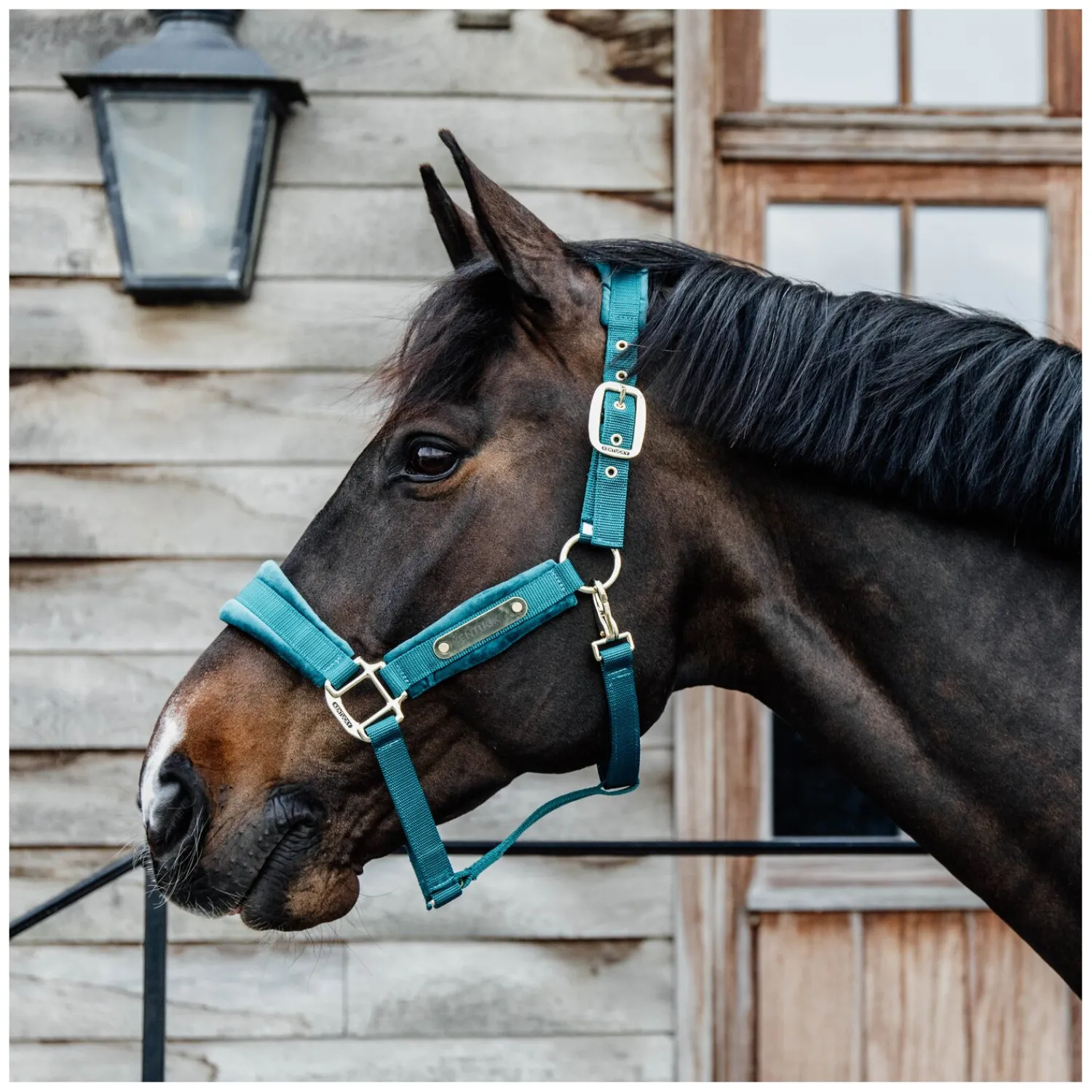 KENTUCKY Halfter<Halfter Velvet
