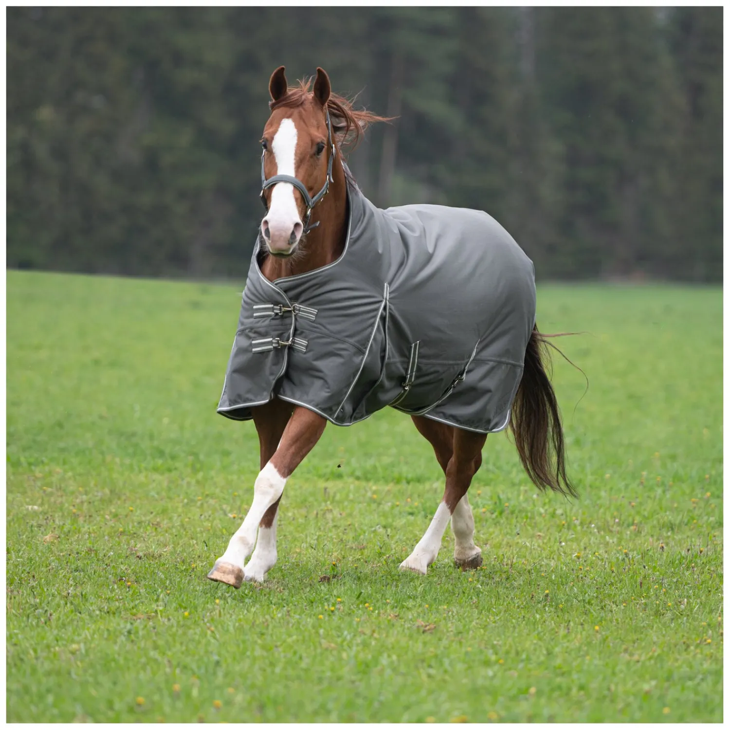 Passion 4Q Pferdedecken<3-Zonen Outdoordecke