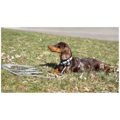 pawberry Hundehalsbänder<Hundehaband Doncater