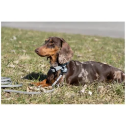 pawberry Hundehalsbänder<Hundehaband Doncater