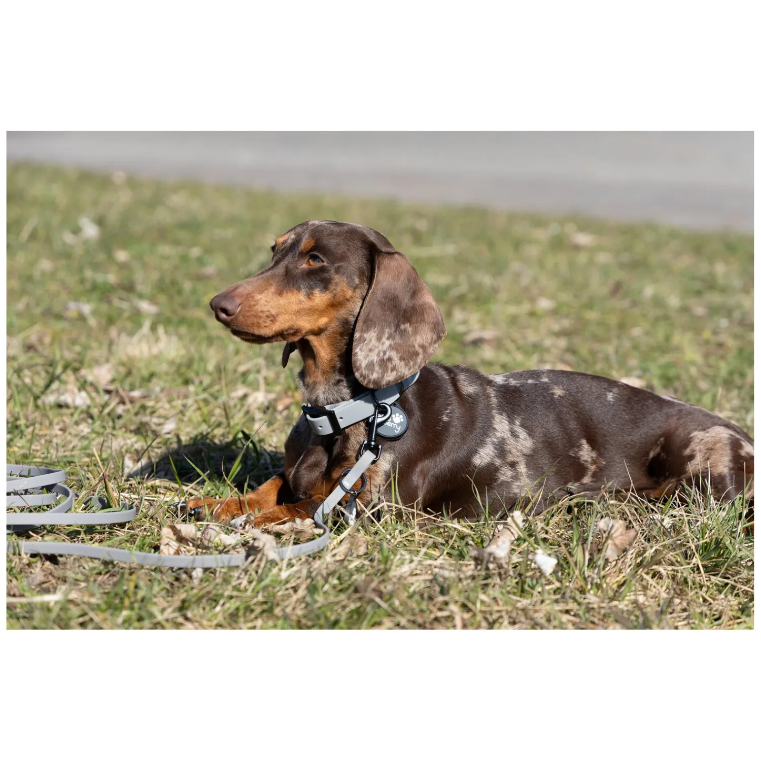 pawberry Hundehalsbänder<Hundehaband Doncater